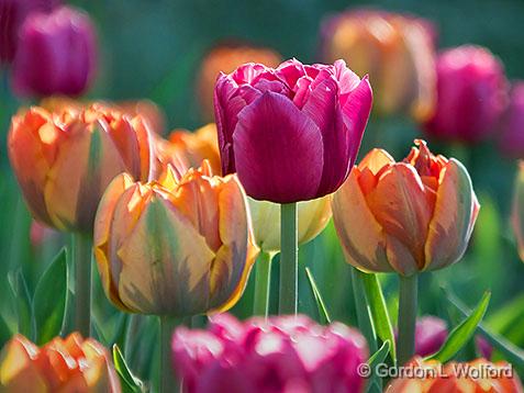 Red Tulip Among Orange_DSCF02100.jpg - Photographed at the 2013 Canadian Tulip Festival in Ottawa, Ontario, Canada.